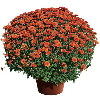 Chrysanthemum x morifolium - Hailey™ Orange