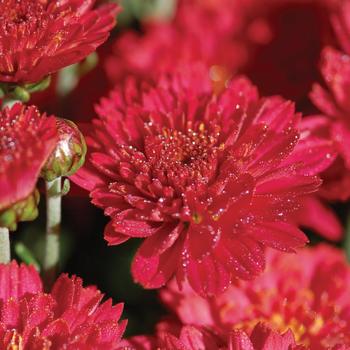 Chrysanthemum x morifolium - Flamingo Cranberry Red