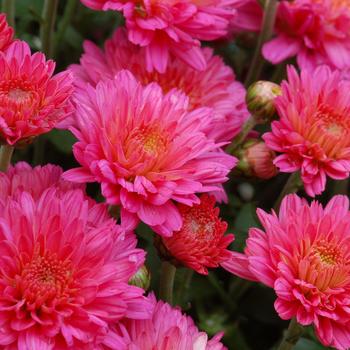 Chrysanthemum x morifolium - Flamingo Neon Pink