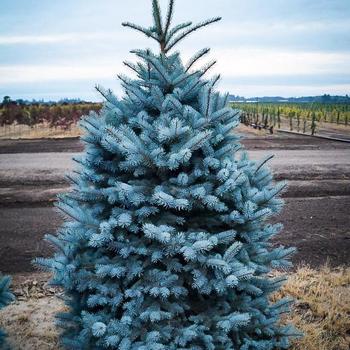 Picea abies - 'Cupressina' 