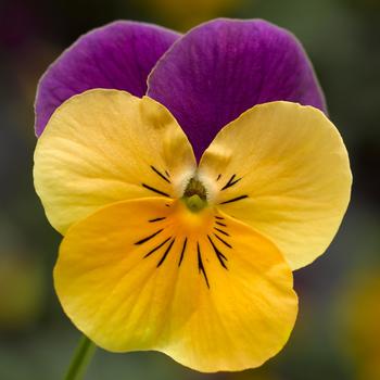 Viola cornuta - Penny™ 'Orange Jump-up'