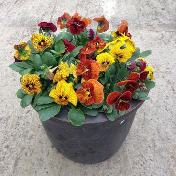 Viola cornuta 'Tiger Eyes Mix' - Viola
