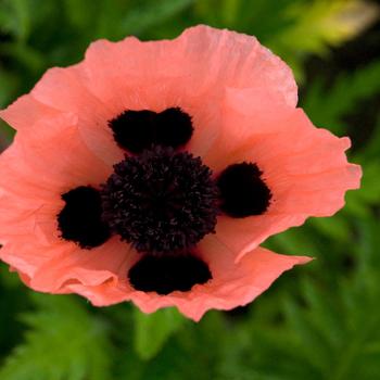 Papaver orientale 'Queen Alexander' - Oriental Poppy