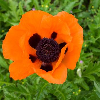 Papaver orientale 'Prince of Orange' - Oriental Poppy