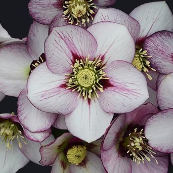 Helleborus hybrid Honeymoon™ 'French Kiss' - Lenten Rose