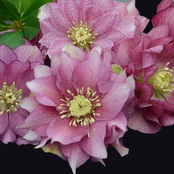 Helleborus x - Wedding Party® 'Maid of Honor'