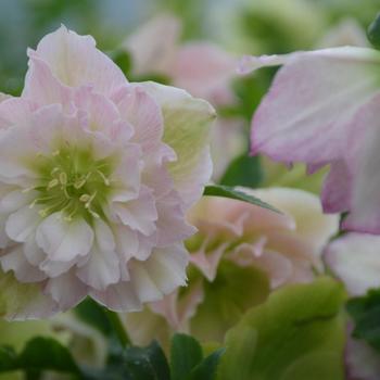 Helleborus hybrid - Wedding Party® 'Flower Girl'