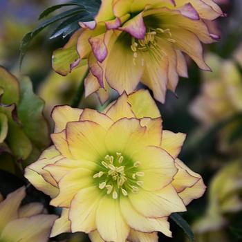 Helleborus (Lenten Rose) - Wedding Party® 'First Dance'