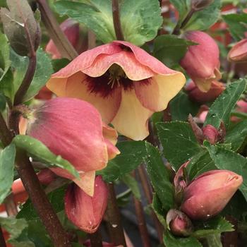 Helleborus hybrid - Honeymoon® 'Sandy Shores'