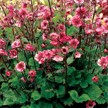 Geum hybrid 'Tempo™ Rose' - Avens