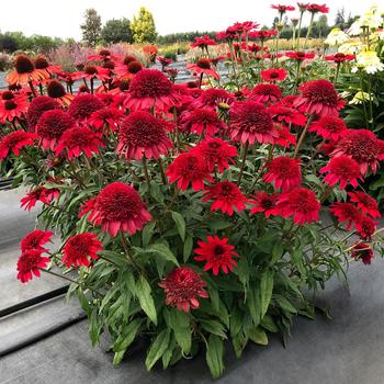 Echinacea hybrid 'Sunny Days™ Ruby' - Coneflower