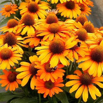 Echinacea hybrid 'Prima™ Saffron' - Coneflower