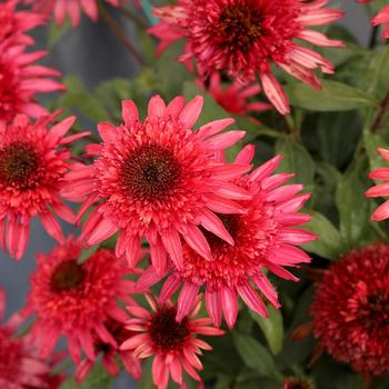 Echinacea hybrid 'Giddy Pink' - Coneflower