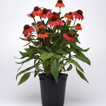 Echinacea x hybrida 'Artisan™ Ombre Red' - Coneflower