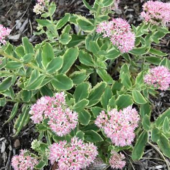 Sedum telephium 'Frosted Fire' - Stonecrop