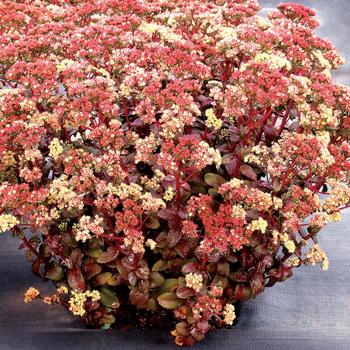 Sedum telephium 'Peach Pearls' - Stonecrop