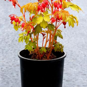 Dicentra spectibilis 'Ruby Gold' - Bleeding Heart