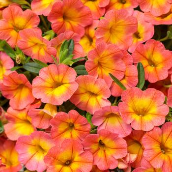 Calibrachoa hybrid - Superbells® 'Coral Sun'