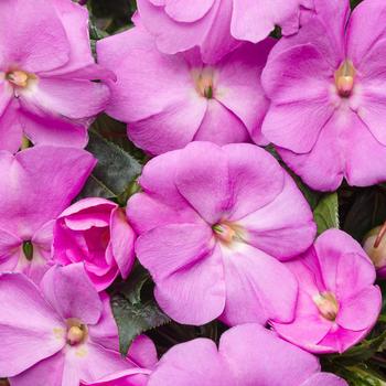 Impatiens hawkeri 'Lavender' PPAF (New Guinea Impatiens) - Infinity® Lavender