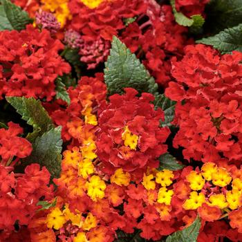 Lantana camara - Luscious® Royale Red Zone™