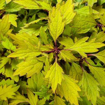 Solenostemon scutellarioides - ColorBlaze® Royale Pineapple Brandy™