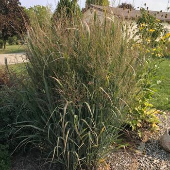 Panicum virgatum 'Northwind' - Switch Grass