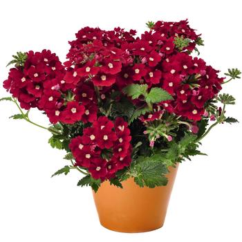 Verbena 'Empress Flair Red Charme' - Verbena