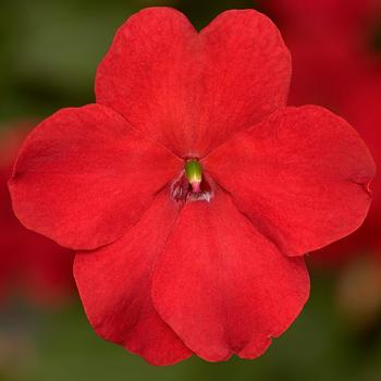 Impatiens walleriana 'Imara&8482; XDR Red' - Impatiens