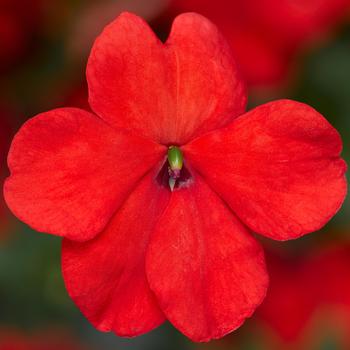 Impatiens walleriana 'Imara&8482; XDR Orange' - Impatiens