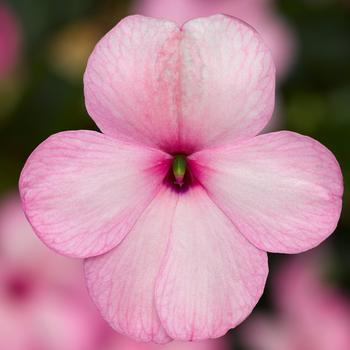 Impatiens walleriana 'Imara&8482; XDR Pink' - Impatiens