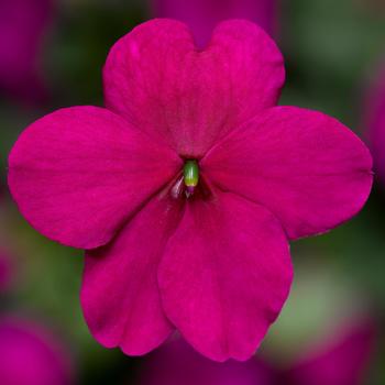 Impatiens walleriana 'Imara&8482; XDR Purple' - Impatiens