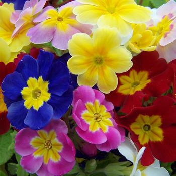 Primula polyantha 'Pacific Giants Mix' - Primrose