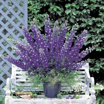 Delphinium elatum 'Aurora Deep Purple' - Larkspur