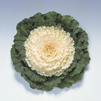 Flowering Kale - Pigeon White