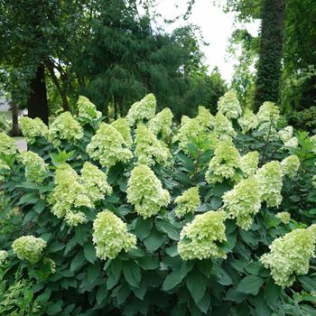 Hydrangea paniculata - Limelight Prime®