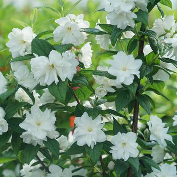 Philadelphus coronarius 'SMNPBV' PP32395 (Mock Orange) - Illuminati Arch® Mock Orange