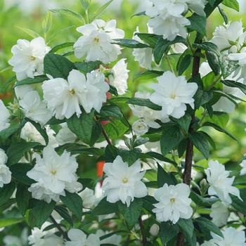 Philadelphus coronarius 'SMNPBV' PP32395 (Mock Orange) - Illuminati Arch® Mock Orange