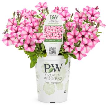 Petunia 'Mini Vista™ Pink Star' (Petunia) - Supertunia® Mini Vista™ Pink Star