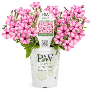 Petunia 'Mini Vista™ Pink Star' (Petunia) - Supertunia® Mini Vista™ Pink Star