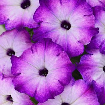 Petunia hybrid - Crazytunia® Purple Storm