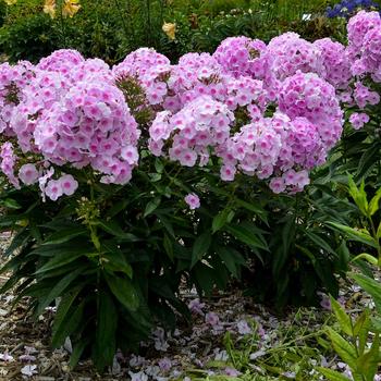 Phlox paniculata - Luminary™ 'Opalescence'