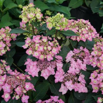 Hydrangea macrophylla x serrata 'SMNHSI' PPAF, Can PBRAF (Reblooming Hydrangea) - Reblooming Hydrangea