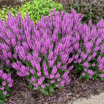 Salvia hybrid - Color Spires® 'Back to the Fuchsia'