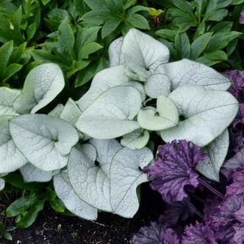 Brunnera hybrid 'Alexandria' - Heartleaf Brunnera