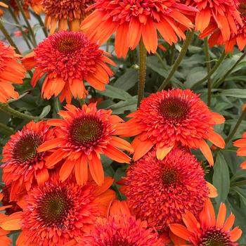 Echinacea hybrida 'Moab Sunset' - Coneflower