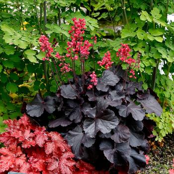 Heuchera hybrid 'Black Forest Cake' - Coral Bells