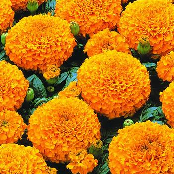 Tagetes erecta Marvel™ Orange - Marigold