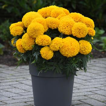 Tagetes erecta Marvel II™ Gold - Marigold