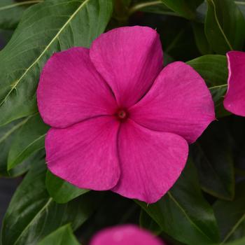 Catharanthus roseus Valiant™ Magenta - Vinca