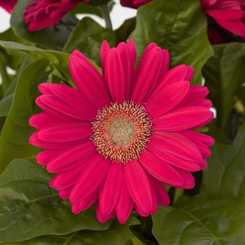 Gerbera jamesonii (Mega Revolution™ Deep Rose Light Eye) - Gerbera Daisy